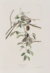Illustration från "Birds of America"