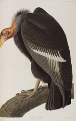 Illustration från "Birds of America"