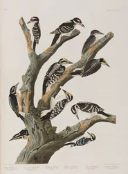 Illustration från "Birds of America"