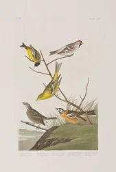 Illustration från "Birds of America"