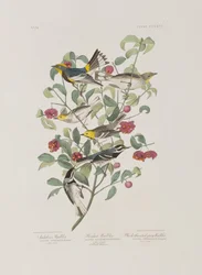 Illustration från "Birds of America"