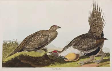 Illustration från "Birds of America"