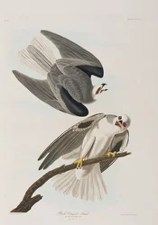 Illustration från "Birds of America"