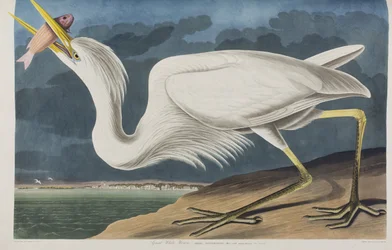 Illustration från "Birds of America"