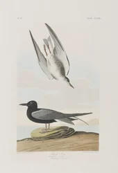 Illustration från "Birds of America"