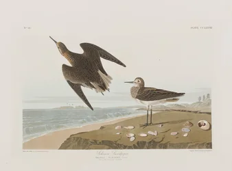Illustration från "Birds of America"