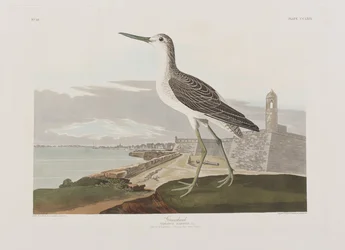 Illustration från "Birds of America"