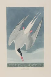 Illustration från "Birds of America"