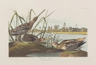 Illustration från "Birds of America"