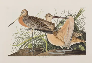 Illustration från "Birds of America"