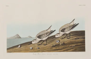 Illustration från "Birds of America"