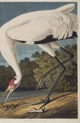 Illustration från "Birds of America"