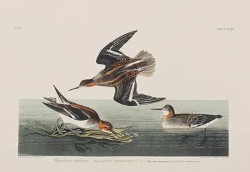 Illustration från "Birds of America"