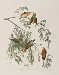 Illustration från "Birds of America"