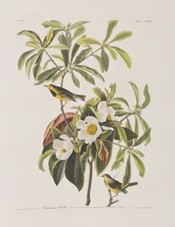 Illustration från "Birds of America"
