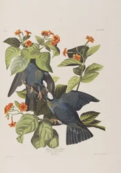 Illustration från "Birds of America"