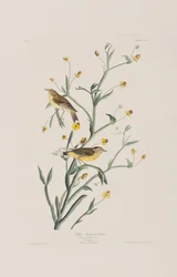 Illustration från "Birds of America"