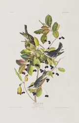 Illustration från "Birds of America"