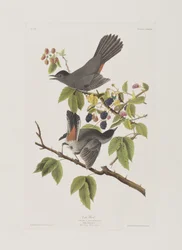 Illustration från "Birds of America"