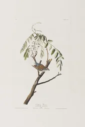 Illustration från "Birds of America"