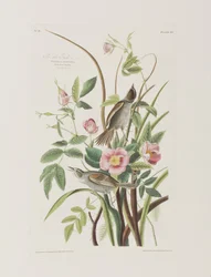 Illustration från "Birds of America"