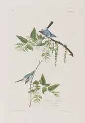 Illustration från "Birds of America"