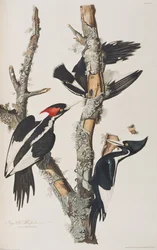 Illustration från "Birds of America"