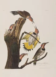 Illustration från "Birds of America"