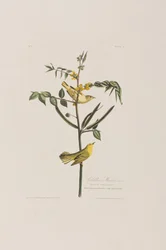 Illustration från "Birds of America"