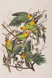 Illustration från "Birds of America"
