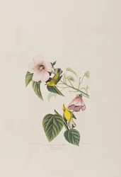 Illustration från "Birds of America"