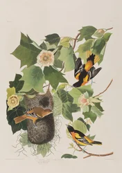 Illustration från "Birds of America"