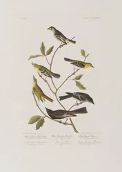 Illustration från "Birds of America"