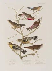 Illustration från "Birds of America"