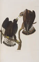 Illustration från "Birds of America"