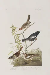 Illustration från "Birds of America"