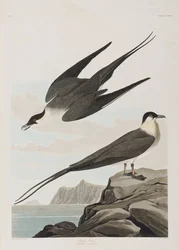Illustration från "Birds of America"
