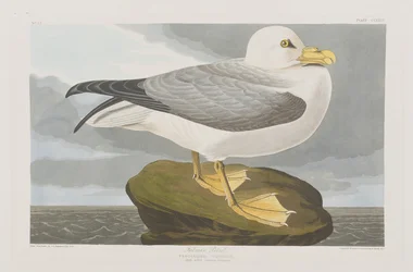 Illustration från "Birds of America"