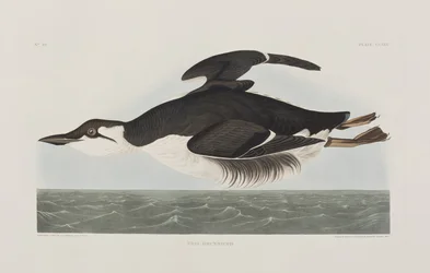 Illustration från "Birds of America"