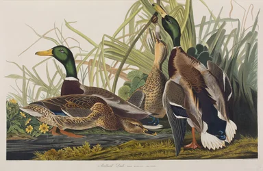 Illustration från "Birds of America"