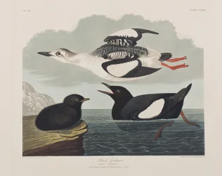 Illustration från "Birds of America"