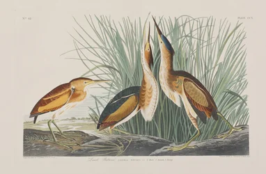 Illustration från "Birds of America"