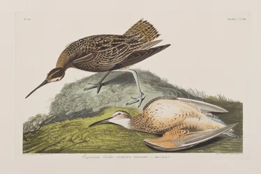 Illustration från "Birds of America"