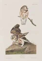 Illustration från "Birds of America"