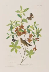 Illustration från "Birds of America"