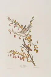 Illustration från "Birds of America"