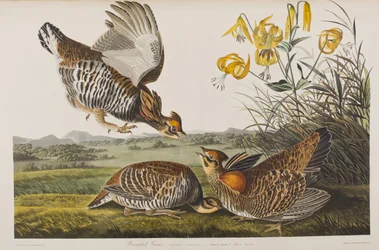 Illustration från "Birds of America"