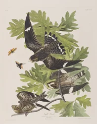 Illustration från "Birds of America"