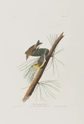 Illustration från "Birds of America"