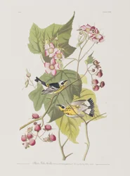 Illustration från "Birds of America"